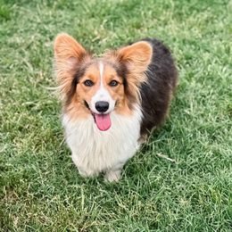 Dolly - American Corgi