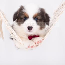 American Corgi and Pembroke Welsh Corgi Puppies from Blacktail Mountain Corgis
