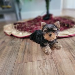 Chihuahua and Yorkshire Terrier Puppies from Royalty Tracks 👑🐾