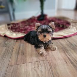 Chihuahua and Yorkshire Terrier Puppies from Royalty Tracks 👑🐾