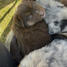 Ketchup - Red tri male Toy Australian Shepherd puppy in Medical Lake, Washington from MAS Gone Rogue