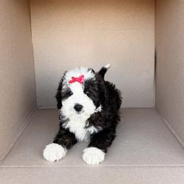 Girl 3 - female Bernedoodle puppy in Peoria, Arizona from Wroth's Pawsibilities