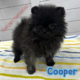 Cooper - Brindle male Pomeranian puppy in Macon, Georgia from Pomflower Pomeranians