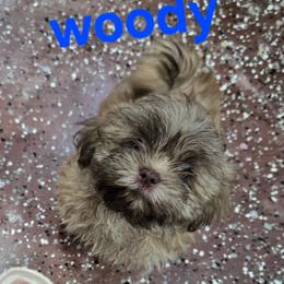 Woody - Sable male Shih Tzu puppy in Neosho, Missouri from Cooley's Cuddle Pups