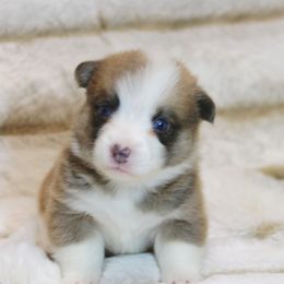 CKC Bluie Sable Male - Sable and white male American Corgi puppy in Clovis, New Mexico from Sweet & Salty Cowdogs