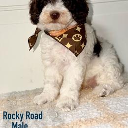 Rocky Road - Chocolate Parti Tri - Chocolate male Australian Labradoodle puppy in Beecher, Illinois from Erica’s Doodles