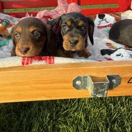 Female Longhair - Chocolate and tan female Dachshund puppy in Manteca, California from Sweet and Low Dachshunds
