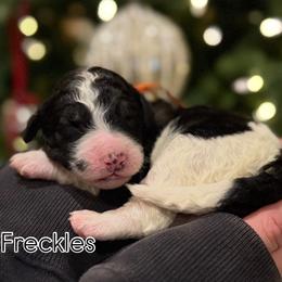Girl 3 - Black and white female Sheepadoodle puppy in Danville, Indiana from Marley’s Doodle Ranch