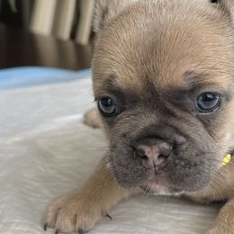 French Bulldogs and Poodles from Beautifulbabypups