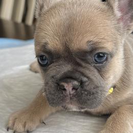French Bulldogs and Poodles from Beautifulbabypups