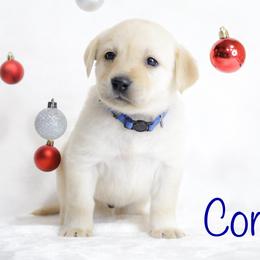 Labrador Retriever Puppies from AGL Retrievers