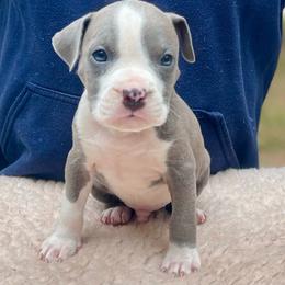 Lagoon - Blue male American Staffordshire Terrier puppy in Monroe, Georgia from Irresistibull Staffords