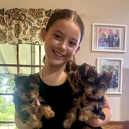 Yorkshire Terrier Puppies from PasTyme Yorkshire Terriers