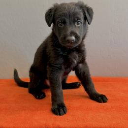 Blue - Black male German Shepherd puppy in Buckeue, Arizona from Légende Vivante Du Chief Kennel