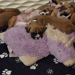 Rowan - Fawn male Boxer puppy in Kirskville, Missouri from Elevated Boxers