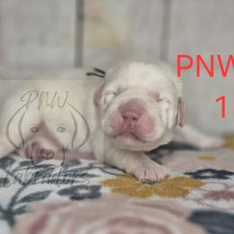 Frank - Yellow male Labrador Retriever puppy in Rogue River, Oregon from PNW Labradors