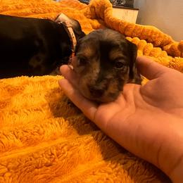 Leia - Dapple female Dachshund puppy in Meridian, Id 83646 3658, Idaho from Boise Best Mini Dachshunds