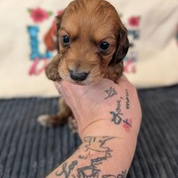 Buster - Chocolate and tan male Dachshund puppy in Barnard, Missouri from KB Doxies