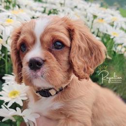 Cavalier King Charles Spaniel Puppies from Royalton Cavaliers