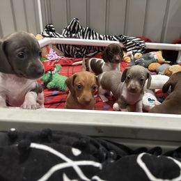 Dachshund Puppies from JnA Dachshunds