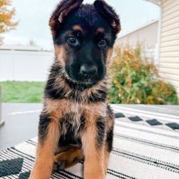 German Shepherd Puppies from Sand Hill Shepherds & Setters