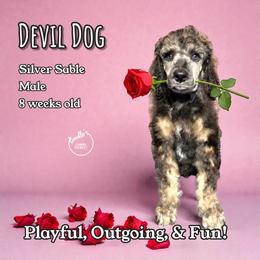 Devil Dog - Sable male Poodle puppy in Pink Hill, North Carolina from Boodle's Standard Poodles