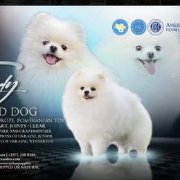 Pomeranians from Moore Poms