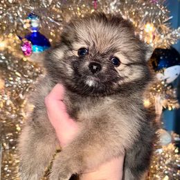 Ariel - Orange sable female Pomeranian puppy in Springfield, Missouri from Hope Mountain Pomeranians