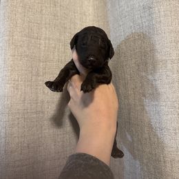 Chocolate - Chocolate male Goldendoodle puppy in Sanford, Florida from Florida Coast Golden Doodles