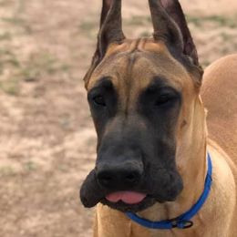 Great Danes from Blackgold Great Danes