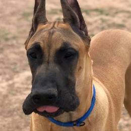 Great Danes from Blackgold Great Danes