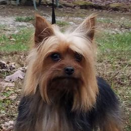 Heidi - Yorkshire Terrier