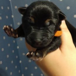 German Shepherd Puppies from Fern Hill Kennel