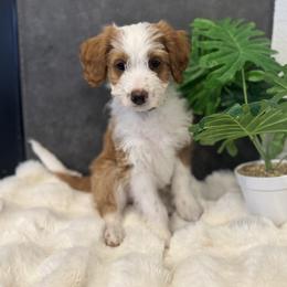 Ms. Yellow - Cream female Aussiedoodle puppy in San Antonio, Texas from Lovable Doodles SA