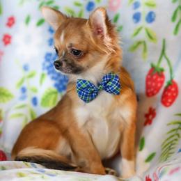 Alexander - Black sabled fawn male Chihuahua puppy in Niagara County, New York from Coolballow Chihuahuas