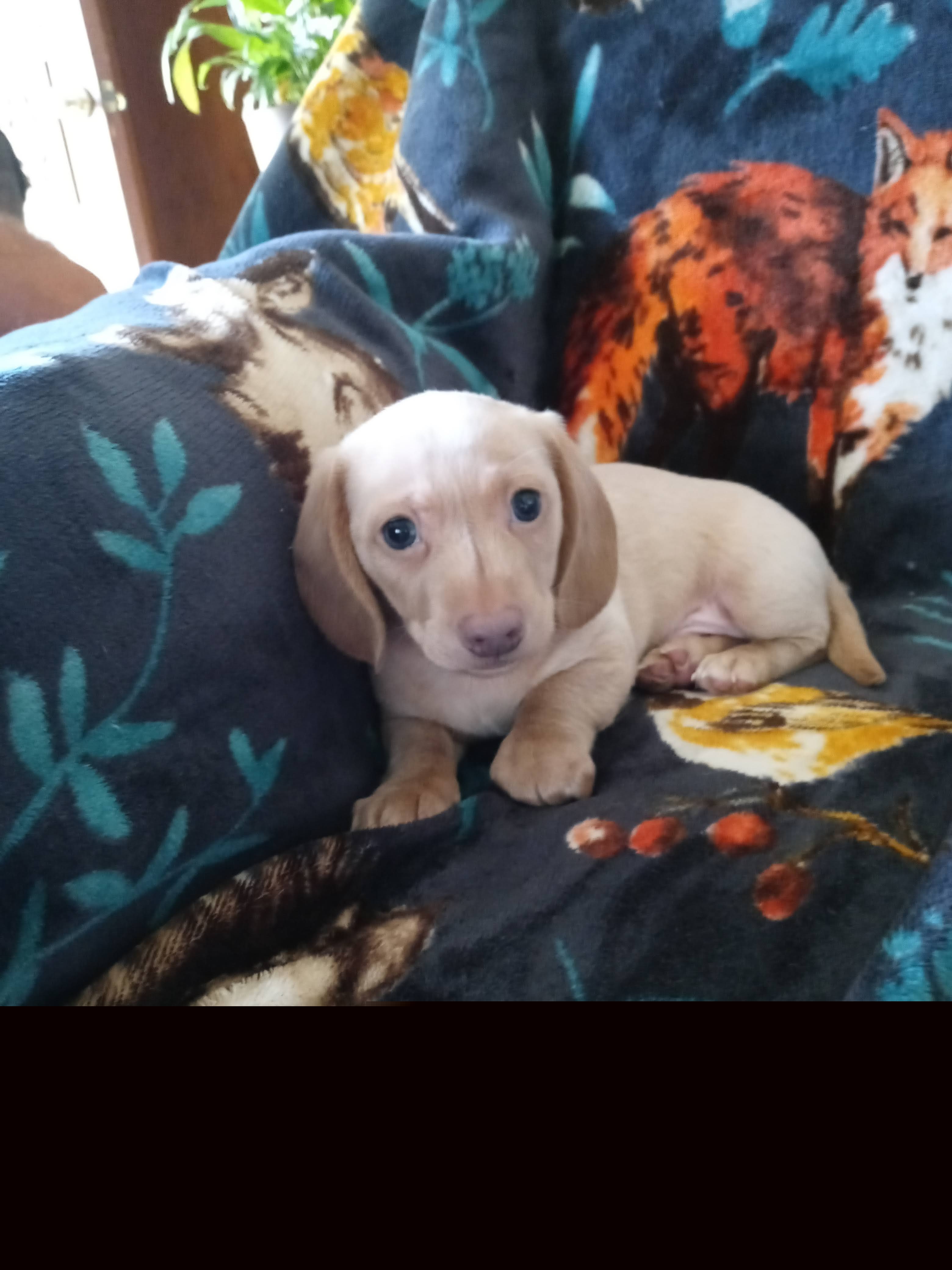 Dachshund Puppies from A&R Dachshund