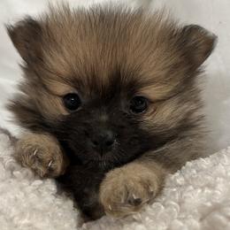 Pomeranian puppies from Tea Pup Pomeranians