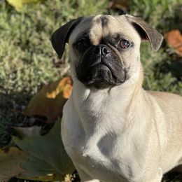 Pugs from Curly Tail Kennels & More
