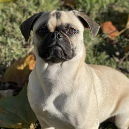 Pugs from Curly Tail Kennels & More