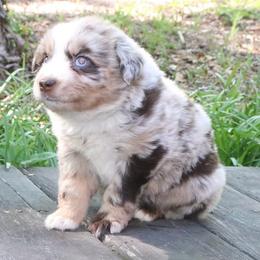 Blossom - Red merle female Australian Shepherd puppy in Macon, Georgia from Shaina’s Shepherds