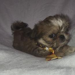 Red - Red and tan male Shih Tzu puppy in Willard, Utah from Shih-tzu Queen