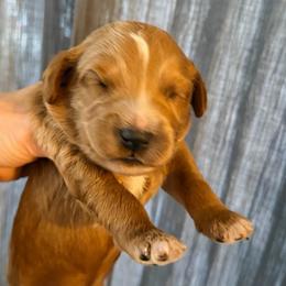 Boy 3 - Red  male Goldendoodle puppy in Bradenton, Florida from Christianna’s Mini Goldendoodles