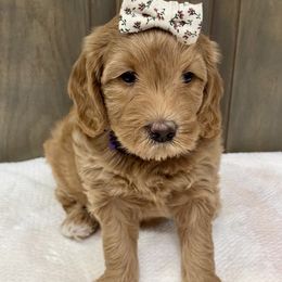 Anna - Red  female Goldendoodle puppy in Gilbert, Arizona from Gilbert Az Doodles
