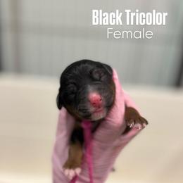 Pink - Tri-color female Bernedoodle puppy in Sulphur, Louisiana from Curly Q’s Of Carlyss
