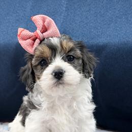 Candy - Merle female Cockapoo puppy in Berea, Kentucky from Blair’s Furry Friends
