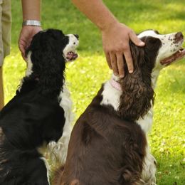 English Springer Spaniel All Grown Up from Springerhaven
