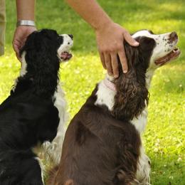 English Springer Spaniel All Grown Up from Springerhaven