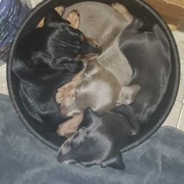 Miniature Pinscher Puppies from Meek's Min Pins