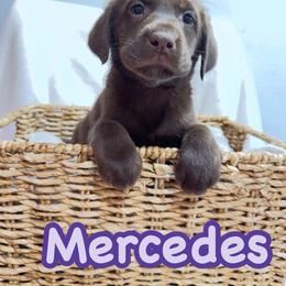 Mercedes - Chocolate female Labrador Retriever puppy in Lucasville, Ohio from Backwoods Labradors