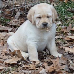 Labrador Retrievers from Brookeridge Labs
